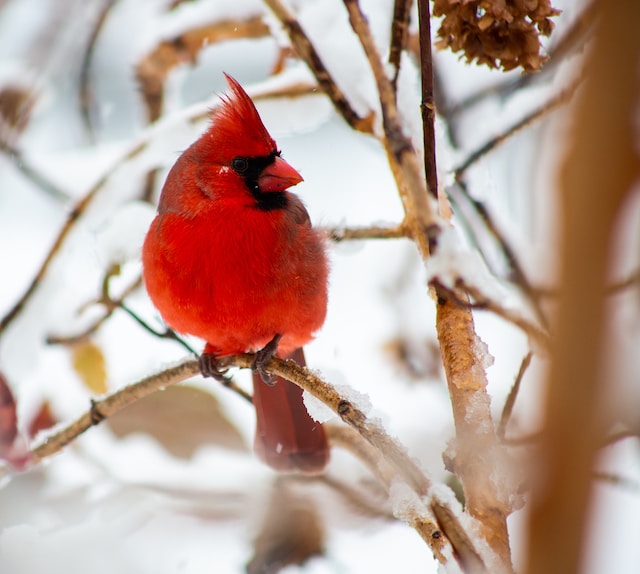 Cardinal Attire