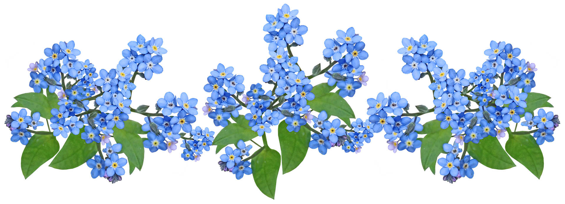 Forget me Nots