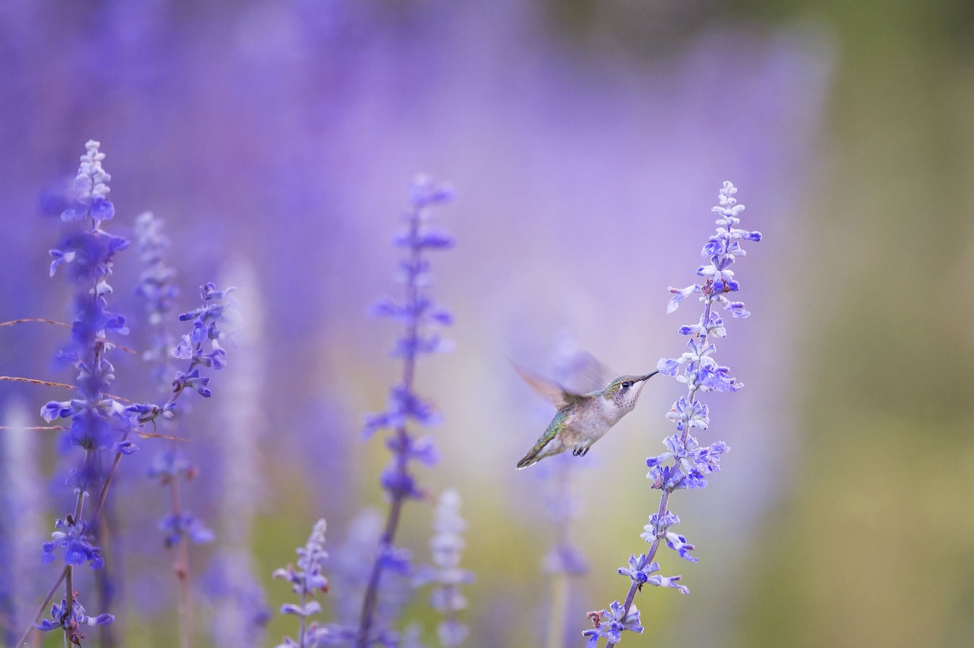 Winged hummingbird