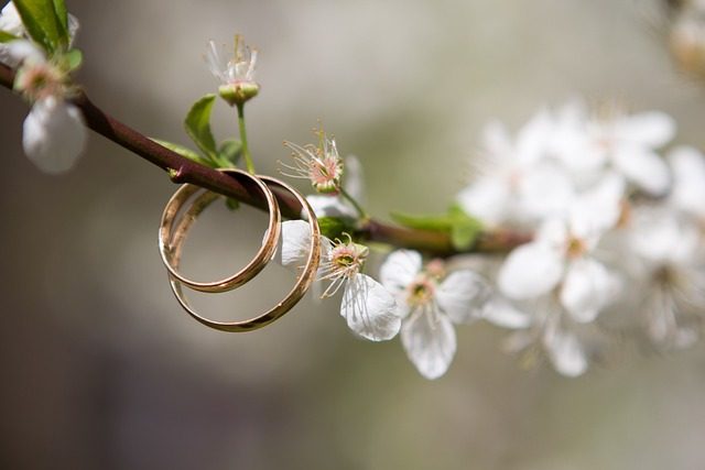 Two gold wedding bands hanging from a blossoming branch