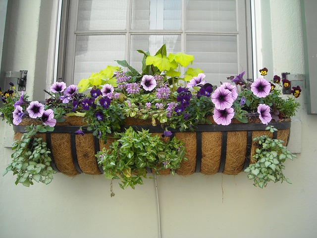 Window Box Gift